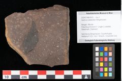 Foto (Objekt + Etikett) von Quercus palaeoilex Ettingshausen (NHMW-GEO-2024-0188-0876)